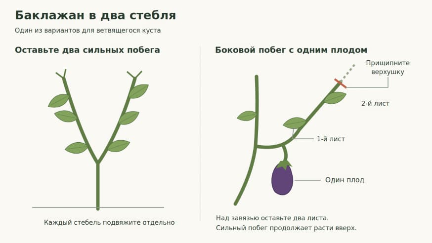 Схема формирования баклажана в два стебля и прищипки бокового побега над двумя листьями выше плода