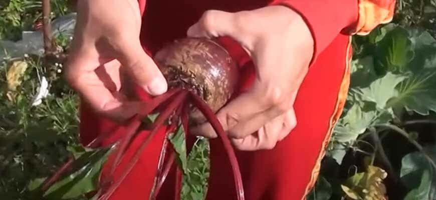Почему краснеют листья у свеклы