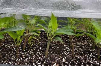 Зелёные черенки кустарника в рыхлом субстрате под прозрачным укрытием